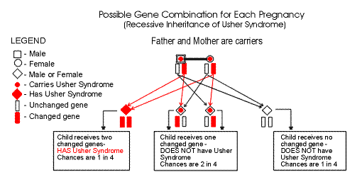 This is a diagram of the Usher Syndrome